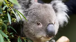 SOS faune sauvage - Australie Koalas en danger