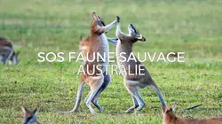 SOS faune sauvage - Australie