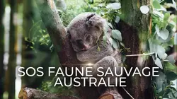 SOS faune sauvage - Australie  Koalas en danger
