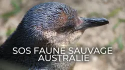 Visuel de SOS faune sauvage - Australie