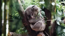 Visuel de SOS faune sauvage - Australie
