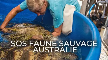 Tortues de mer en danger