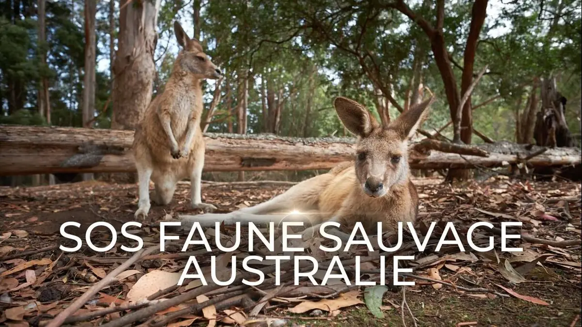 SOS faune sauvage - Australie Wallabies en danger