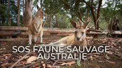 Visuel de SOS faune sauvage - Australie