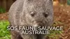 SOS faune sauvage - Australie