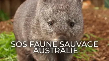 Wombats en danger
