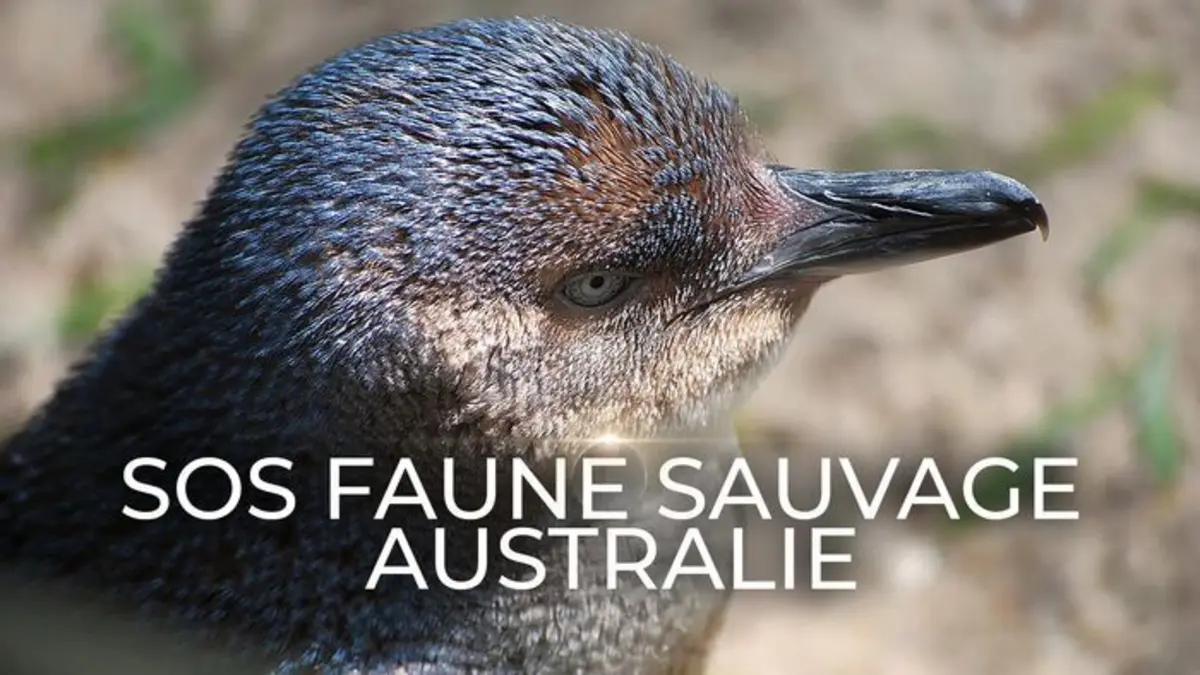 Visuel de SOS faune sauvage - Australie Wallabies en danger