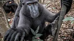Visuel de SOS macaques