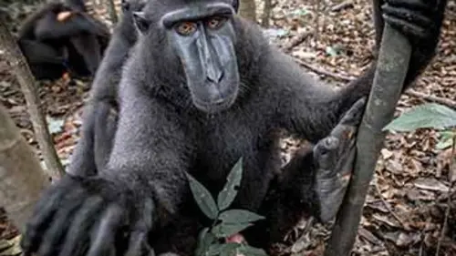 SOS macaques
