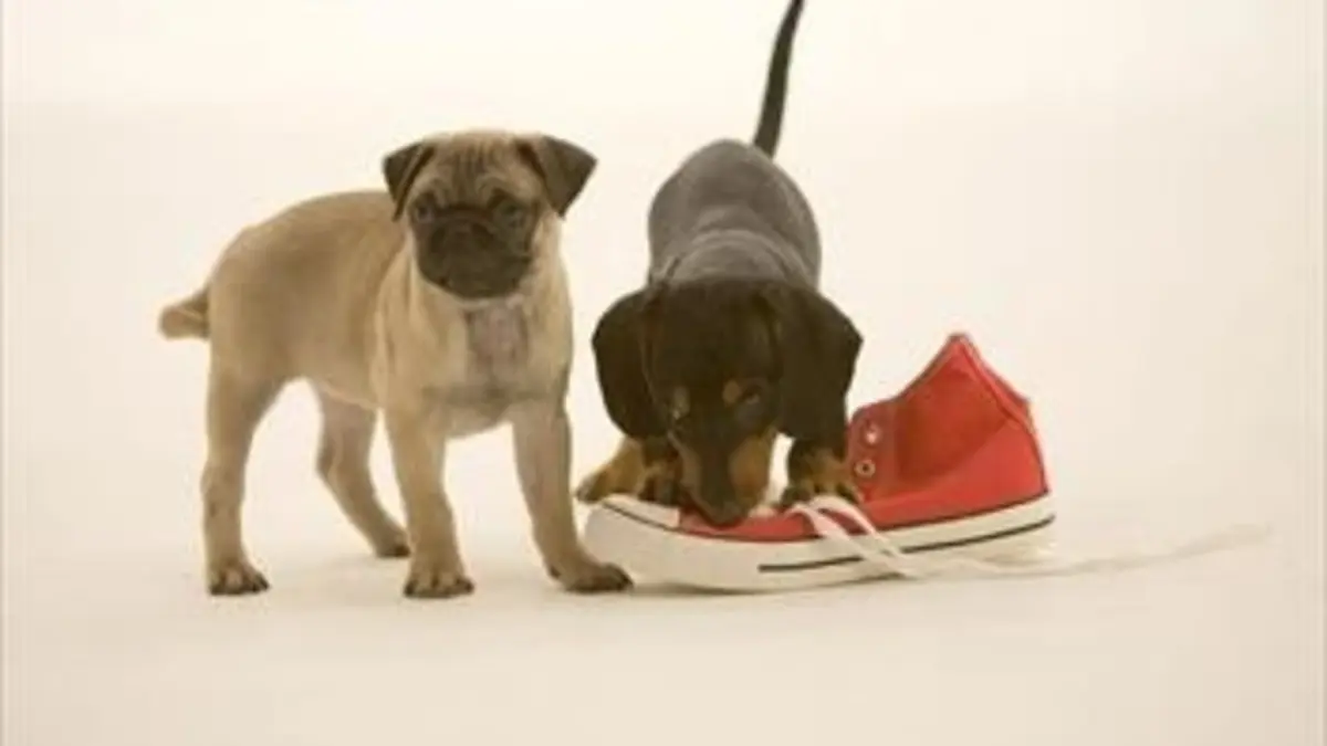 SOS mon chiot a besoin d'aide ! E13 Minding Mylee