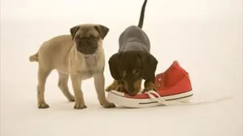 SOS mon chiot a besoin d'aide ! E13 Minding Mylee