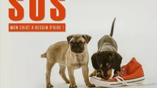 SOS mon chiot a besoin d'aide ! E08 Sadie on Patrol