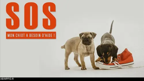 SOS mon chiot a besoin d'aide ! E07 Pug Puppy Pandemonium