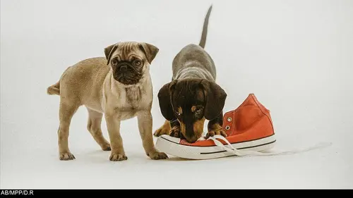 SOS mon chiot a besoin d'aide ! E03 Getting Their Mojo Back