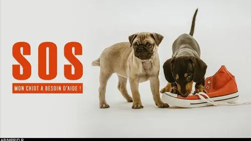 Casting SOS mon chiot a besoin d'aide ! E09 Who's Harley ?