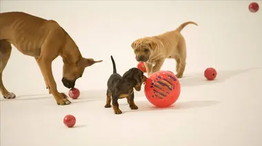 SOS mon chiot a besoin d'aide ! E01 No Horsing Around