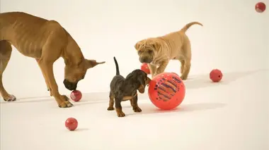SOS mon chiot a besoin d'aide ! E10 When Opposites Don't Attract