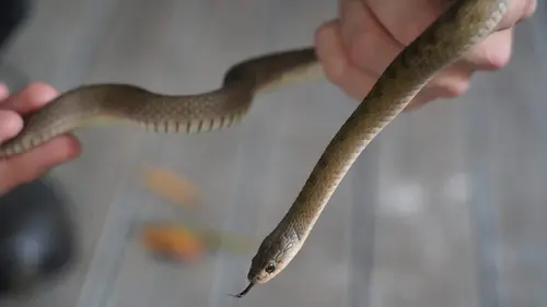 Casting SOS Serpents