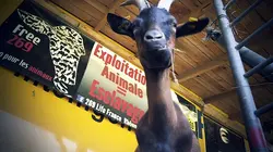 Sous le radar S02E01 Maltraitance animale : les citoyens enquêtent