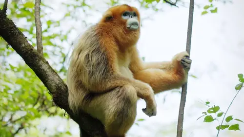 Souvenirs d'un singe doré replay