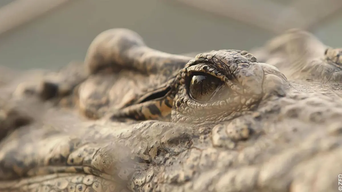 Soy croco libre
