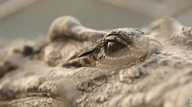 Soy croco libre