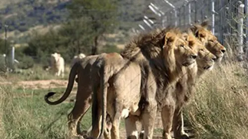 Spécial investigation Chasse : main basse sur la savane