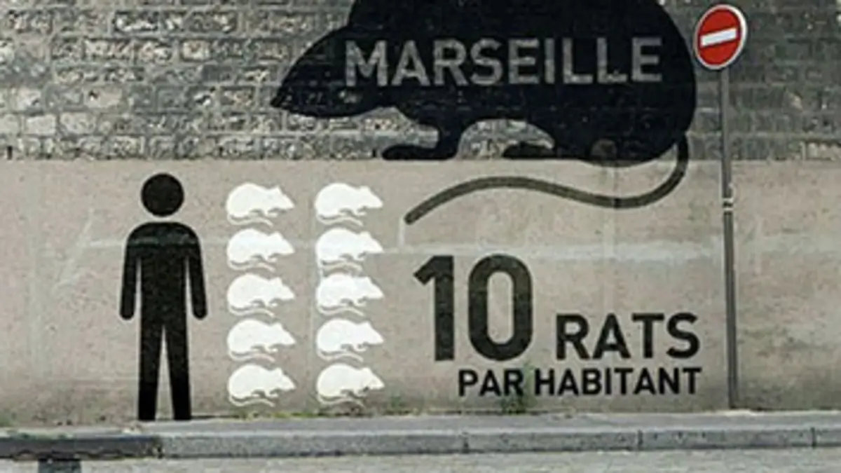 Spécial investigation Rats : la poule aux oeufs d'or