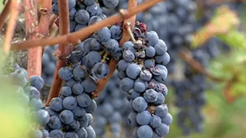 Spécial investigation Vin français : la gueule de bois