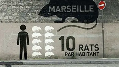 Spécial investigation Rats : la poule aux oeufs d'or