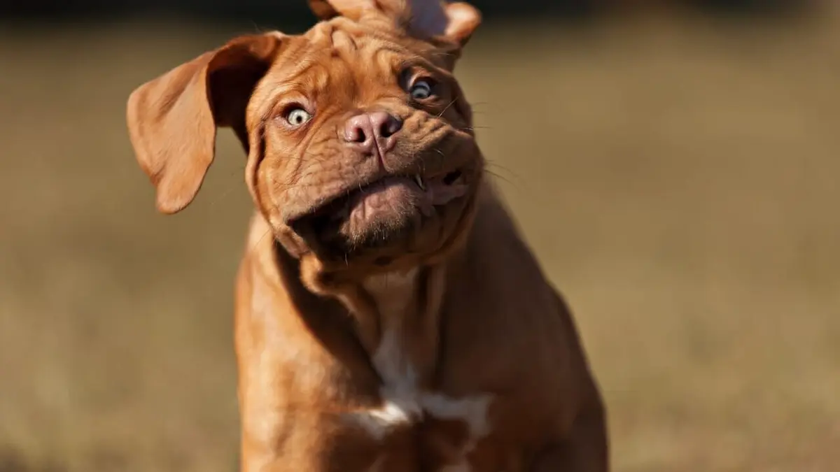 Spéciale Bêtisier S213E01