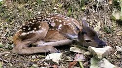 Splendeurs sauvages du Rhin moyen