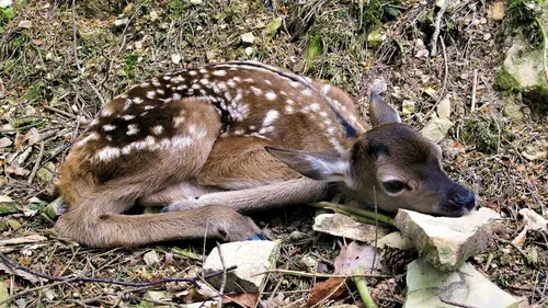 Splendeurs sauvages du Rhin moyen