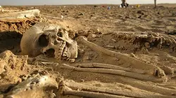 Visuel de Squelettes du sahara