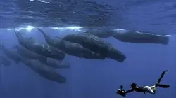 Visuel de Sri Lanka, l'île émeraude
