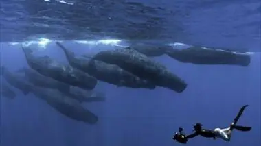 La côte des géants