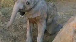 Visuel de Stéphanie et les éléphants