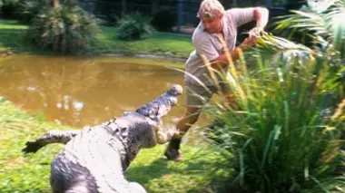 Des crocodiles dans la ville