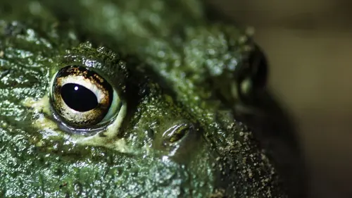 Strangest Nature Swallowed Alive