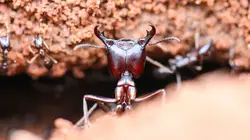 Visuel de Strangest Nature