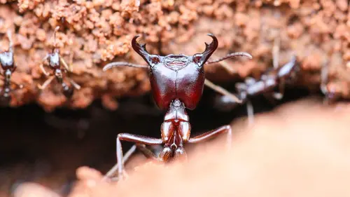 Strangest Nature Monsters Beneath