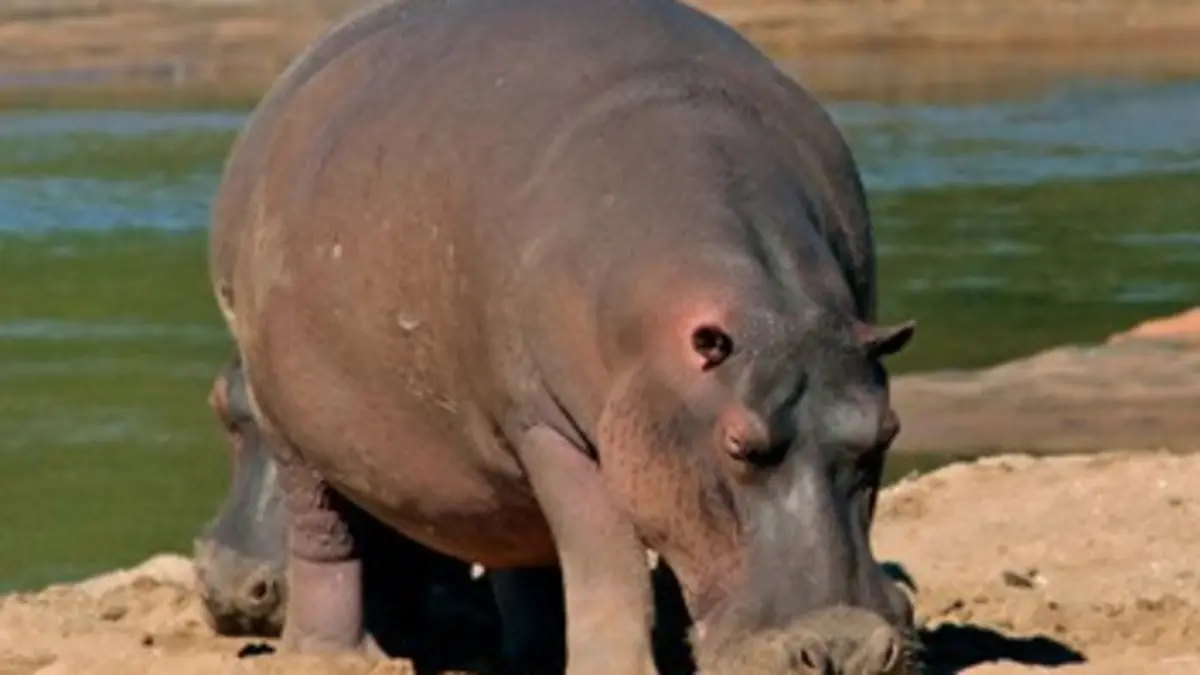 Stratégies animales E02 Le cours des grands