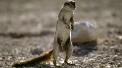 Visuel de Stratégies animales