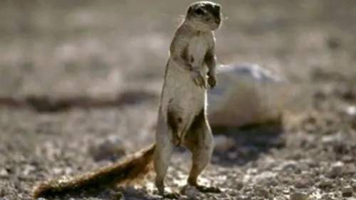 Stratégies animales E01 Quand on est petit