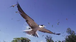 Visuel de Stratégies animales