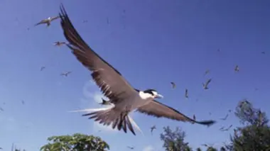 Le pouvoir des ailes