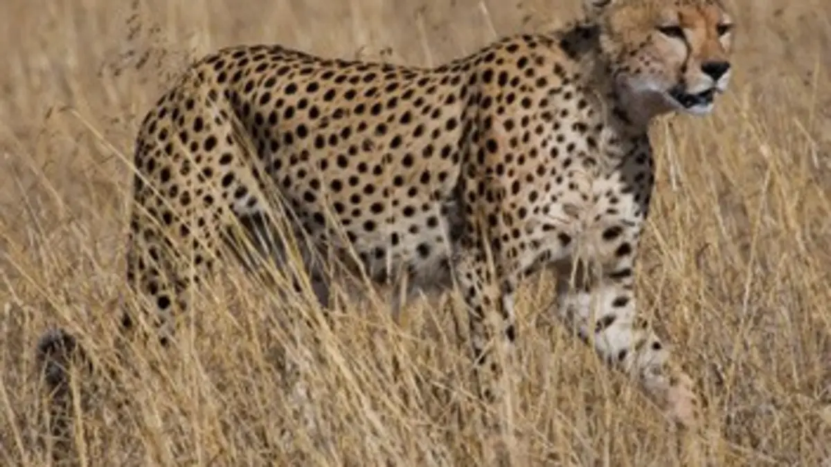 Stratégies animales E06 Le choix des armes