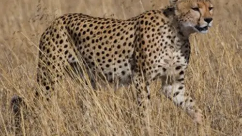 Stratégies animales E06 Le choix des armes