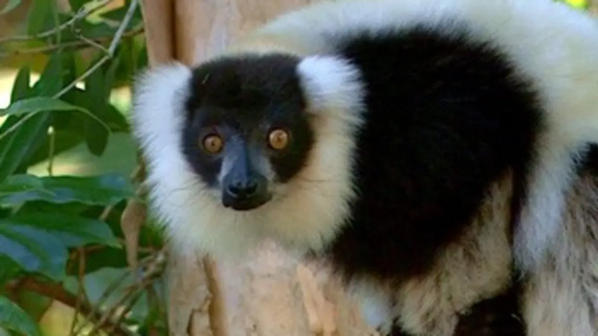 Stratégies animales