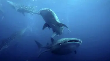 Sous les mers, océans